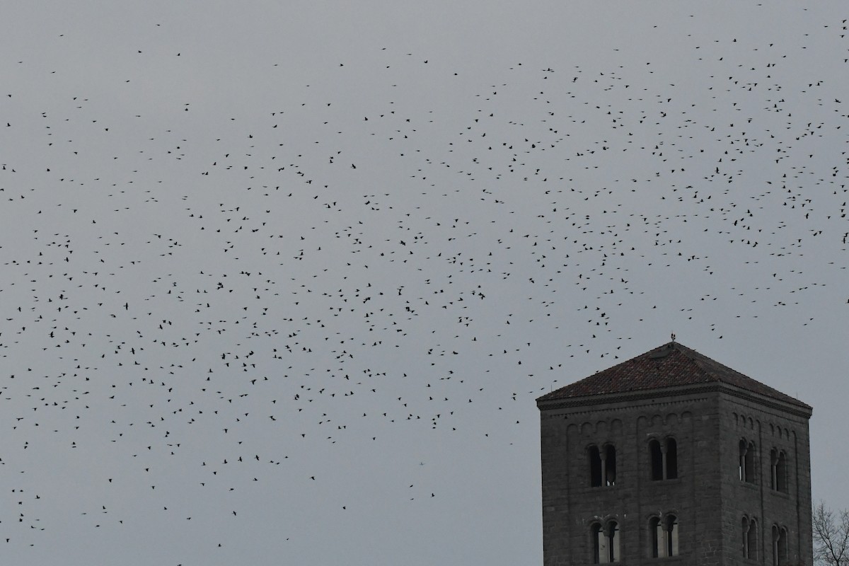 Common Grackle - ML645373093