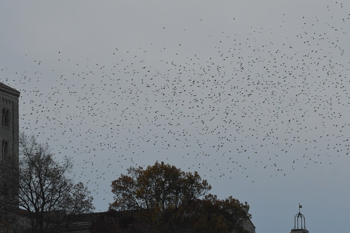 Common Grackle - ML645373094