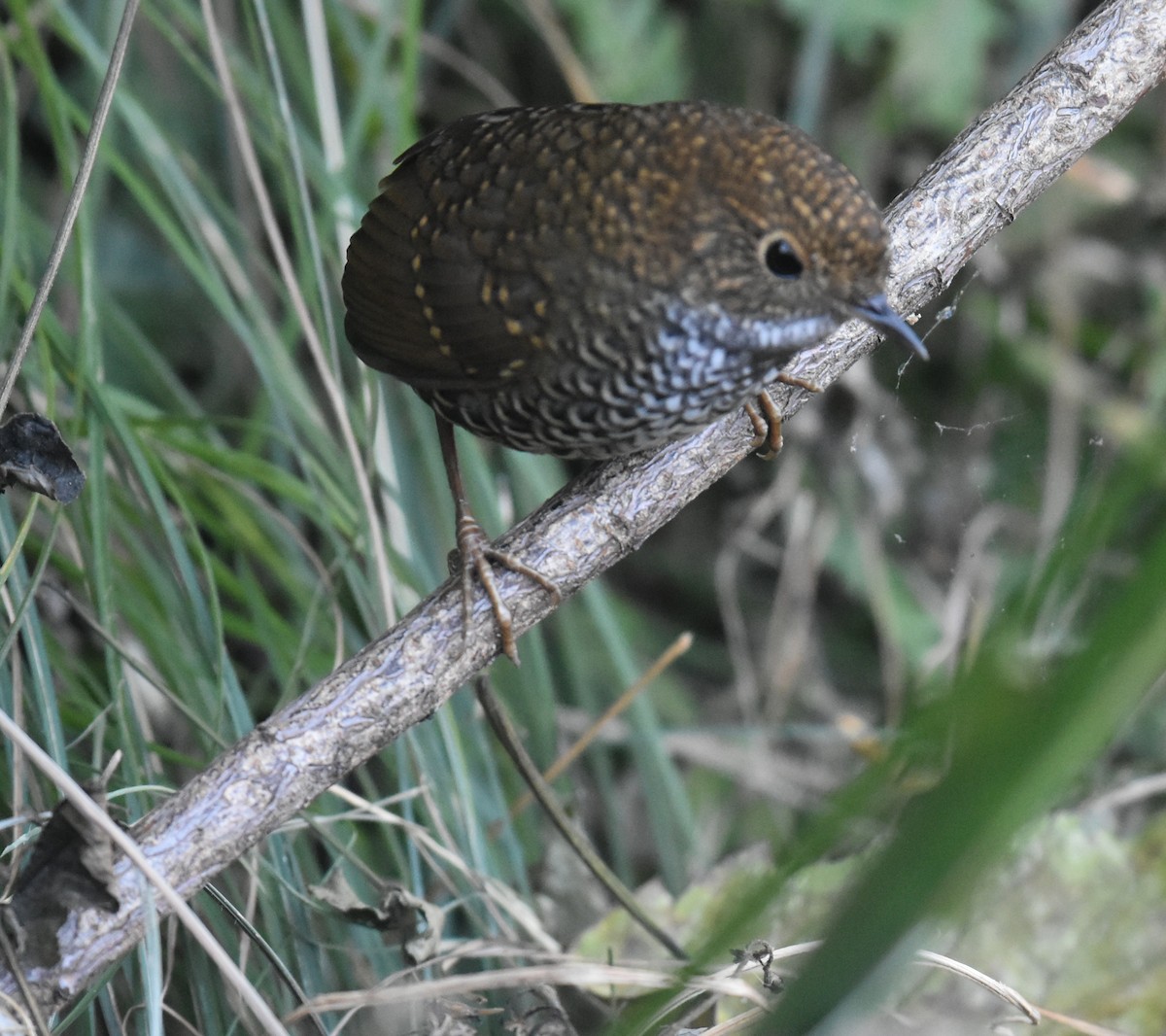 Scaly-breasted Cupwing - ML645373136