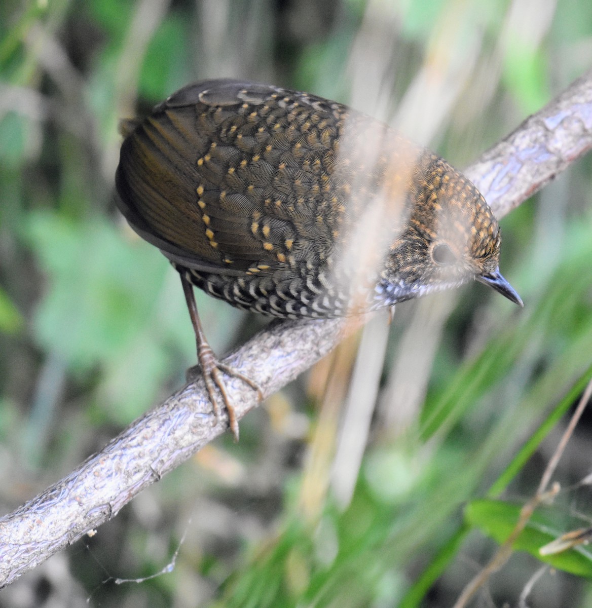 Scaly-breasted Cupwing - ML645373137
