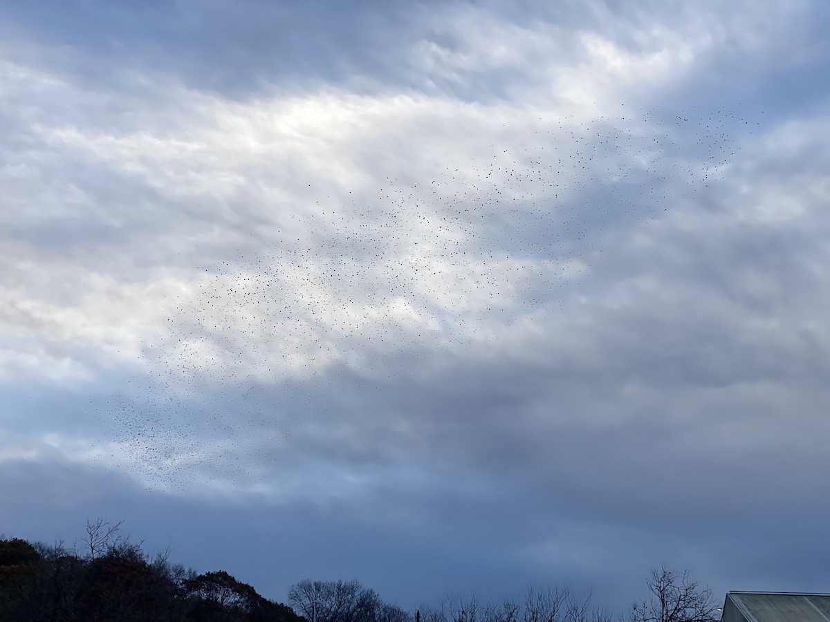 Common Grackle - ML645373146