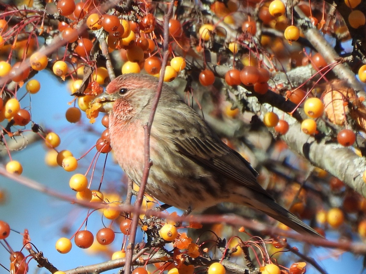 House Finch - ML645373148