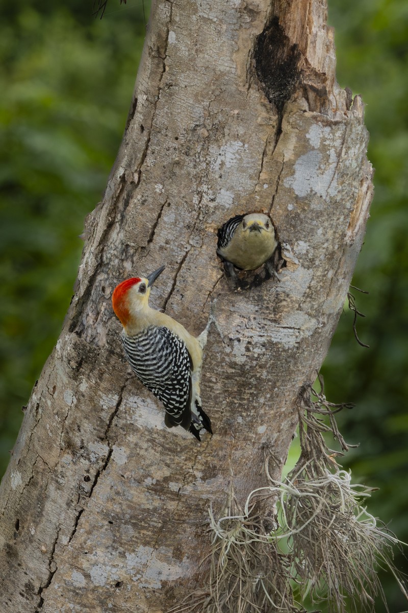 Red-crowned Woodpecker - ML645373150