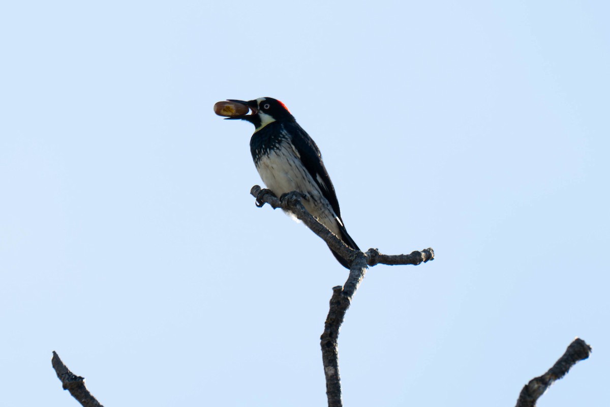 Acorn Woodpecker - ML645373152