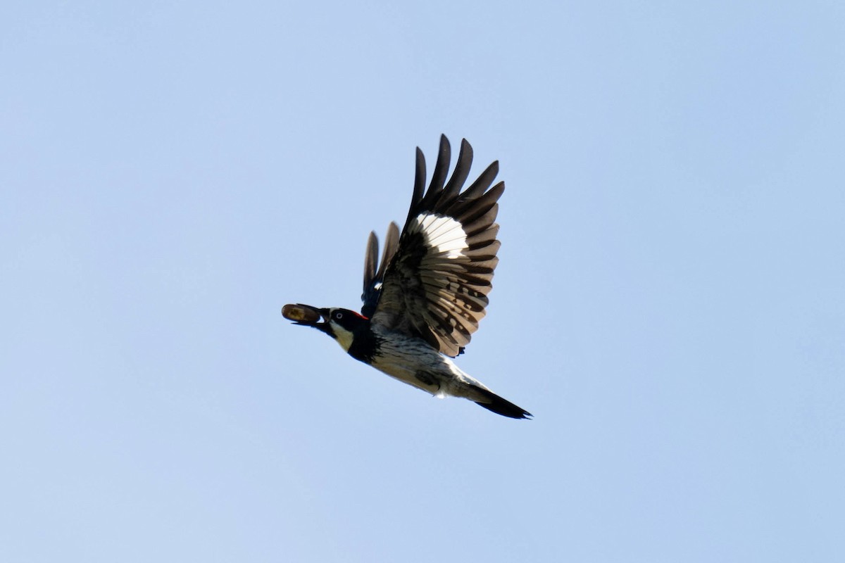 Acorn Woodpecker - ML645373153