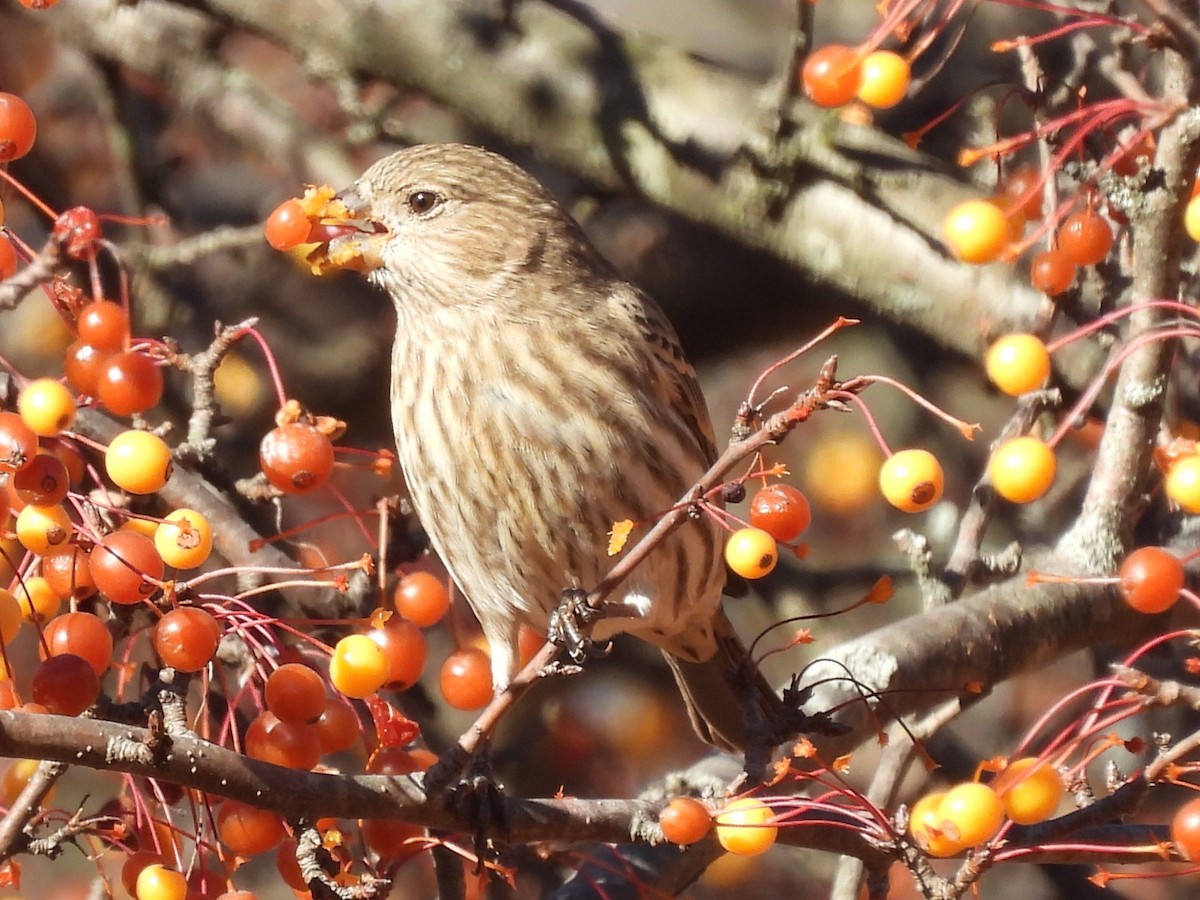 House Finch - ML645373155