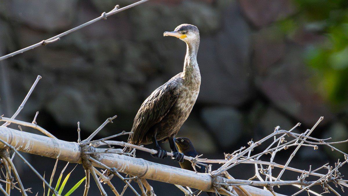 Neotropic Cormorant - ML645373156