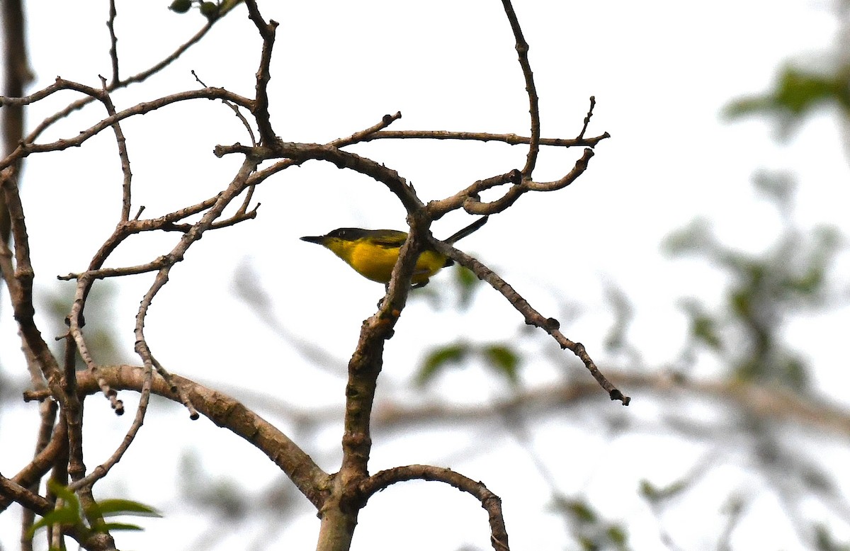 Common Tody-Flycatcher - ML645373161