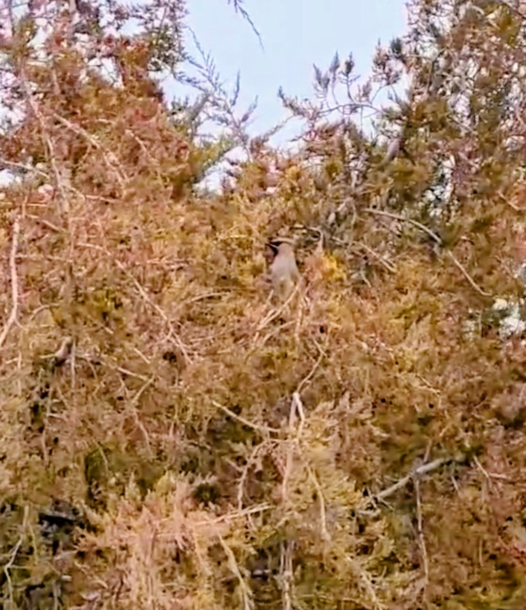 Bohemian Waxwing - ML645373163