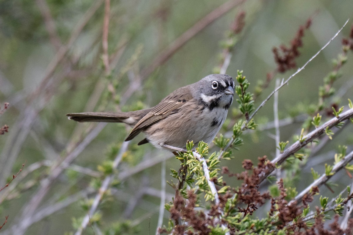 Bell's Sparrow - ML645373174
