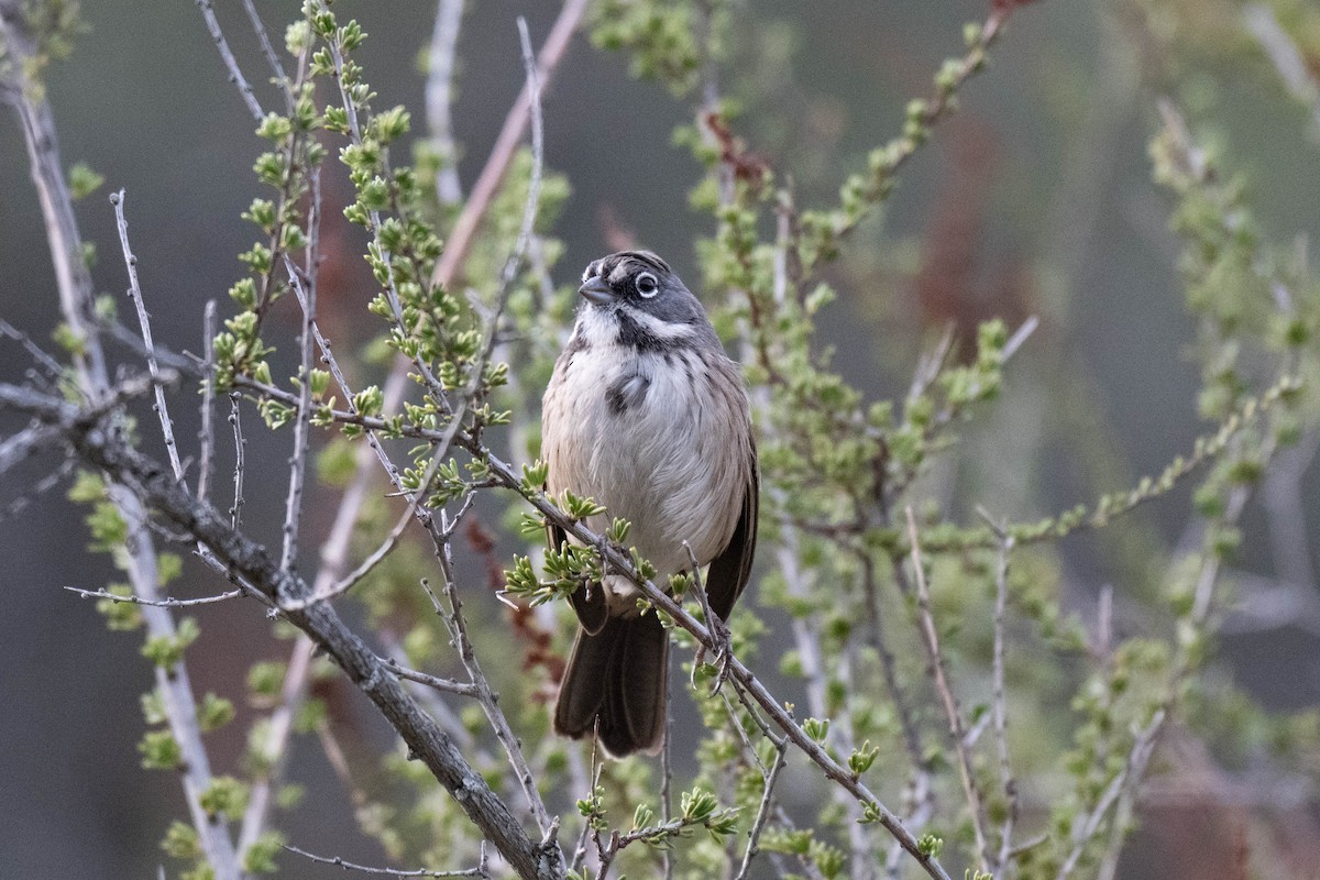 Bell's Sparrow - ML645373175