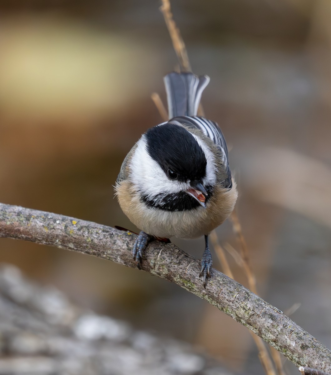 Black-capped Chickadee - ML645373186