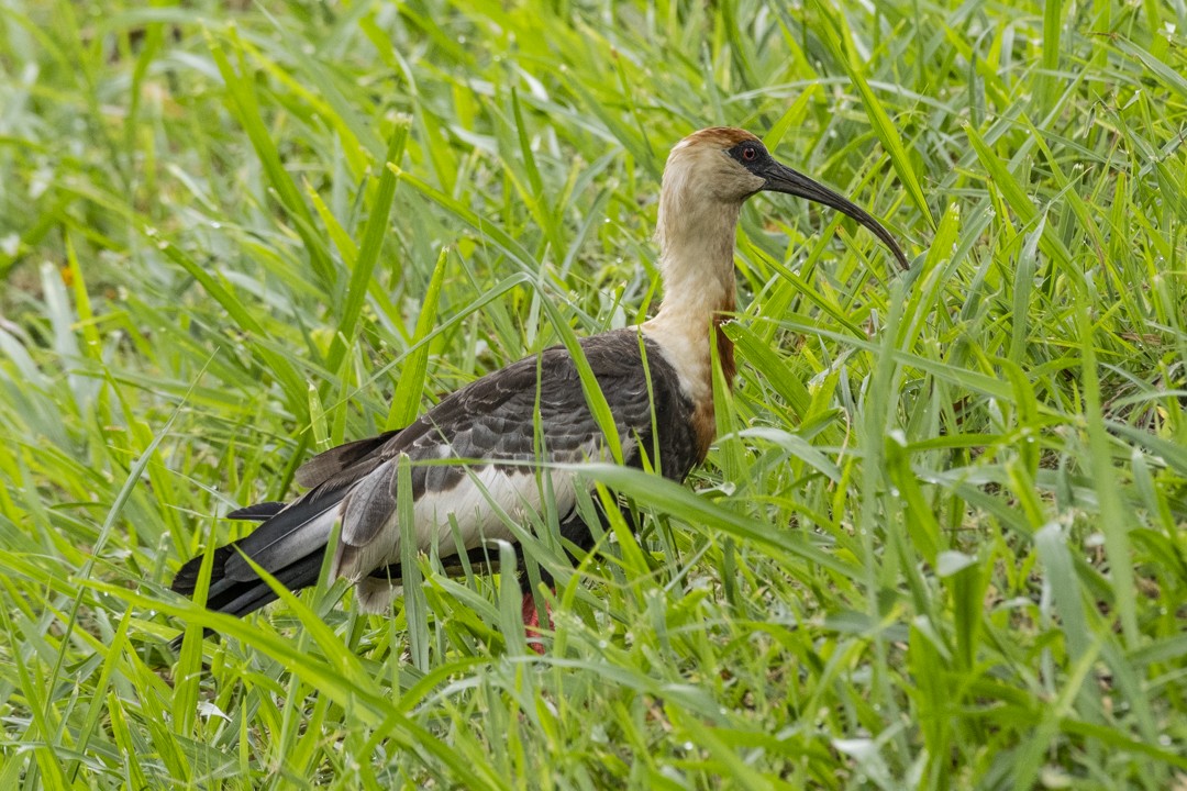 Buff-necked Ibis - ML645373203