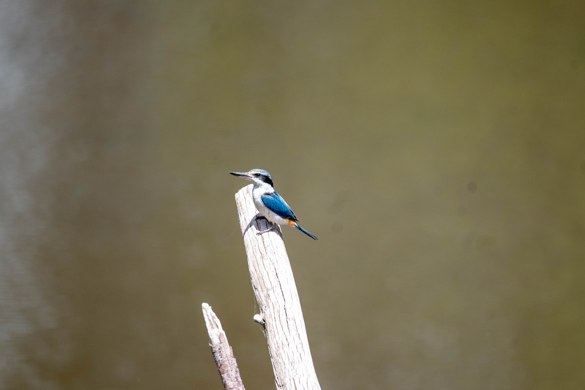 Rotbürzelliest - ML645373204