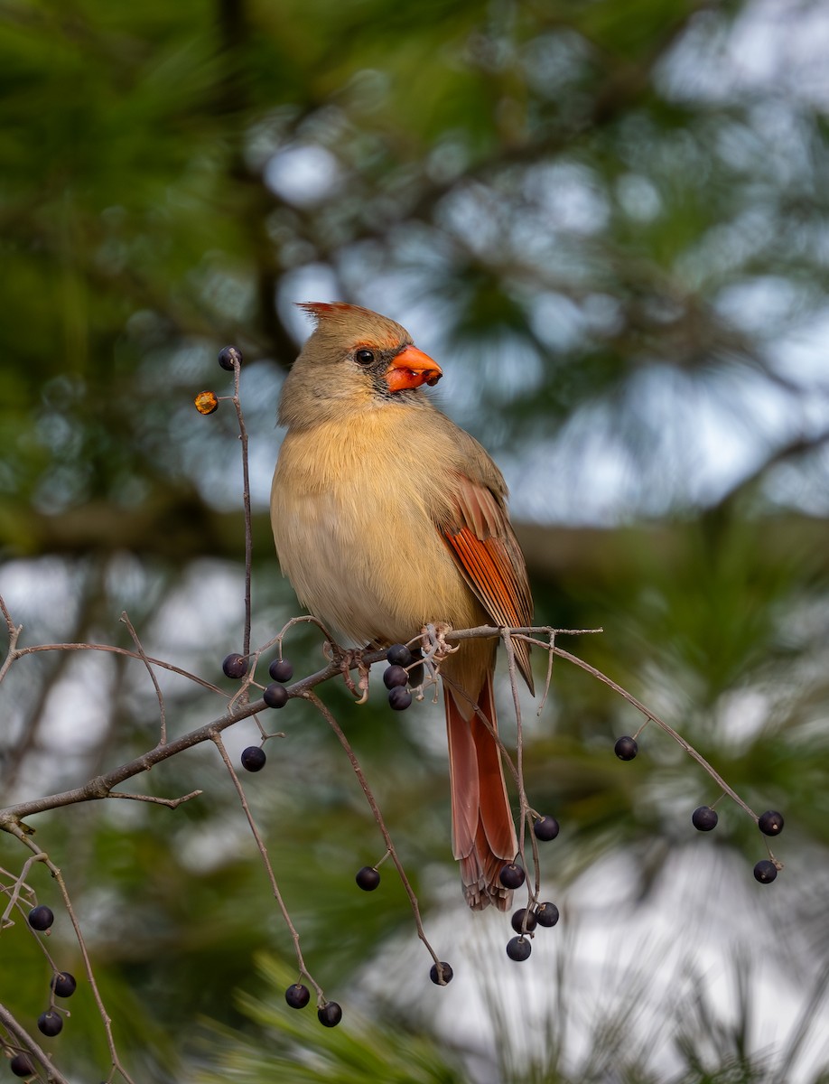 Northern Cardinal - ML645373209