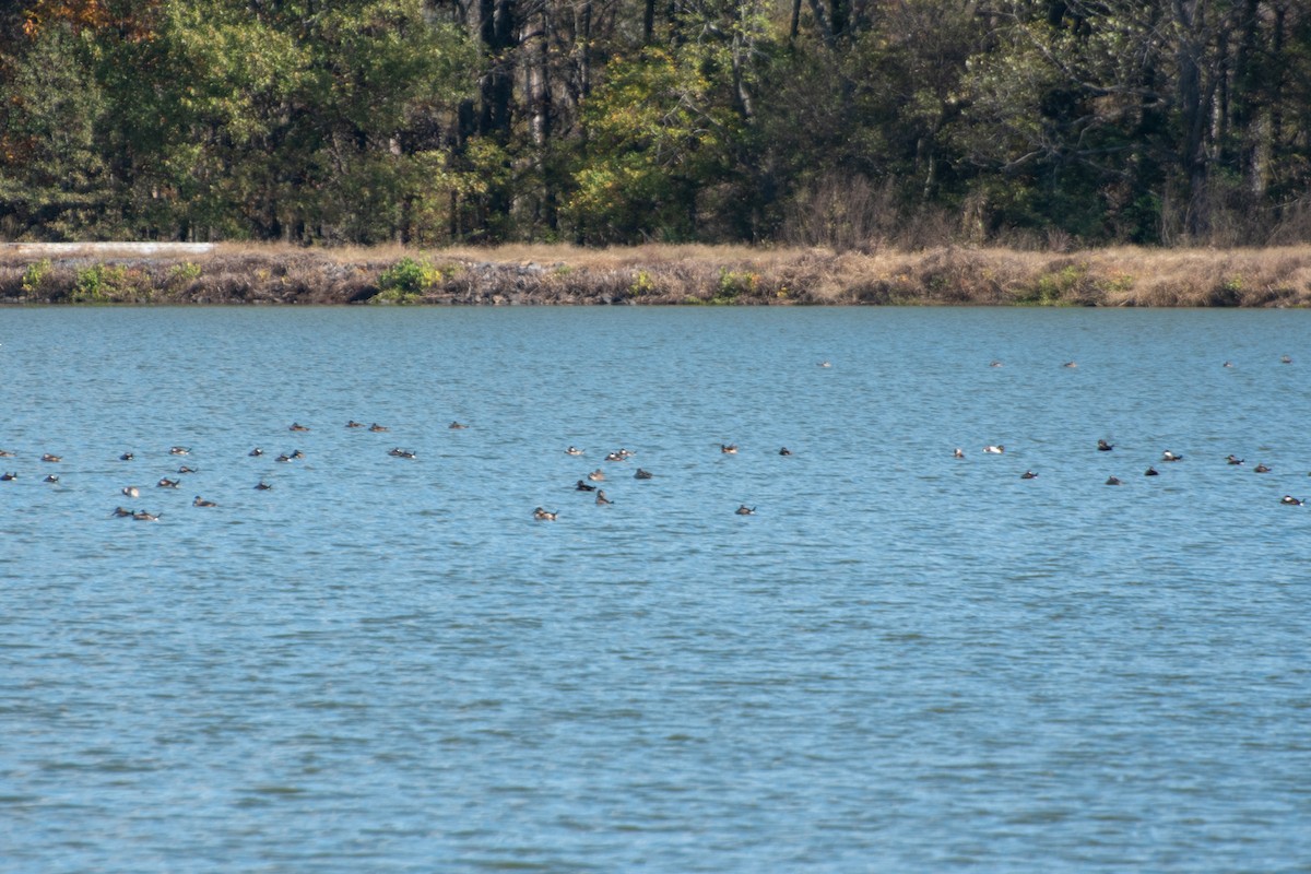 kachnice kaštanová - ML645373213