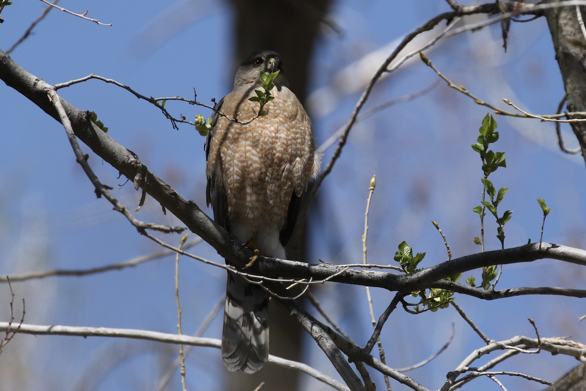 Яструб чорноголовий - ML645373220