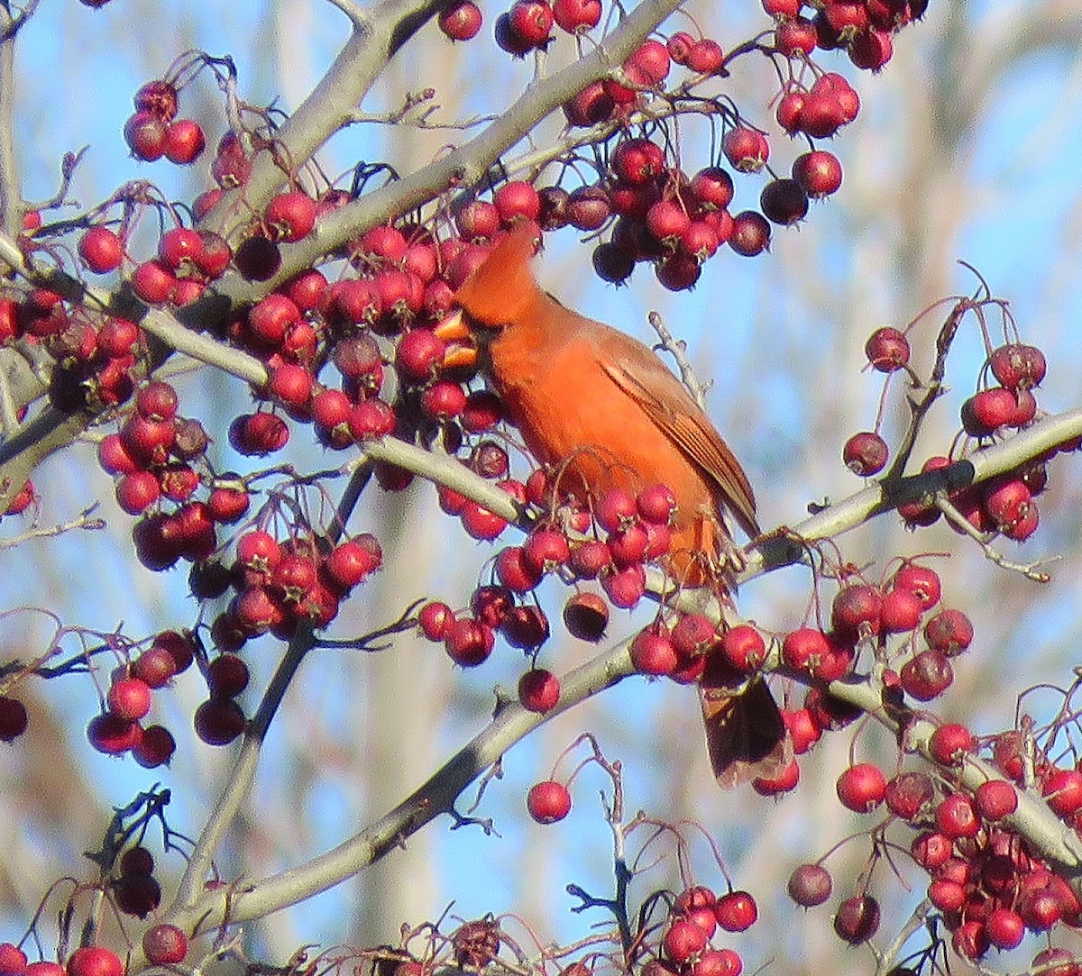 Northern Cardinal - ML645373221