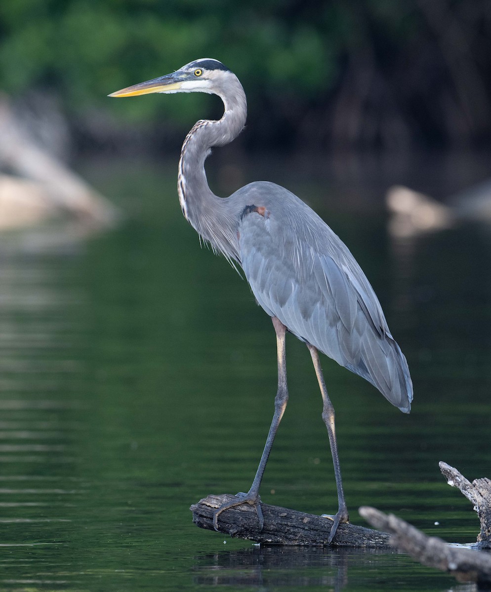 Great Blue Heron - ML645373226