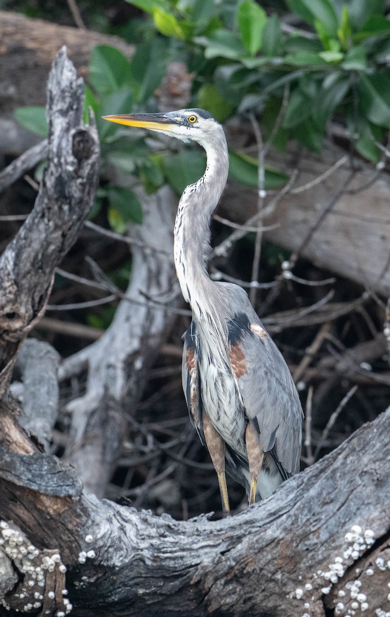 Great Blue Heron - ML645373227