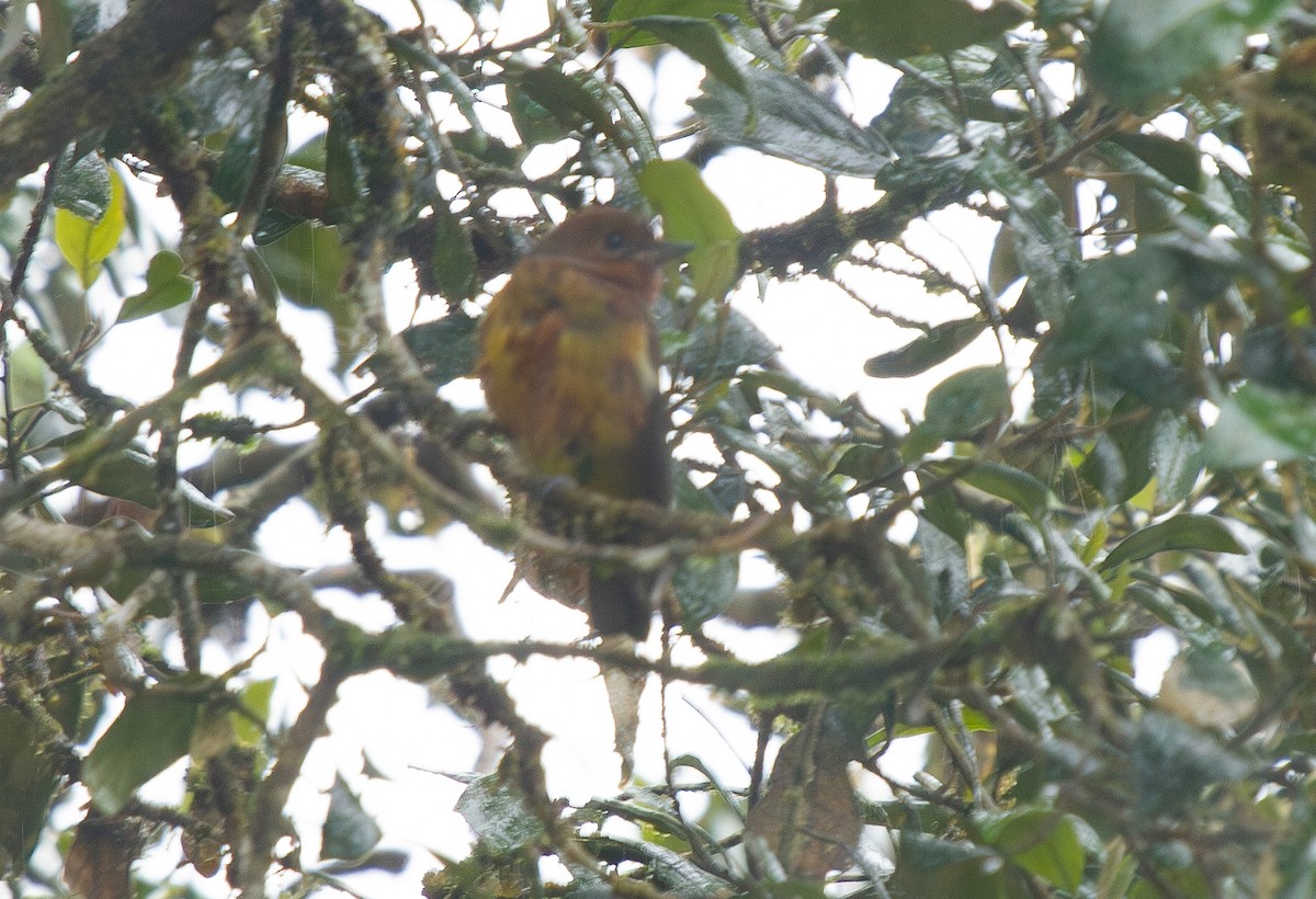 Wattled Ploughbill - ML645373237