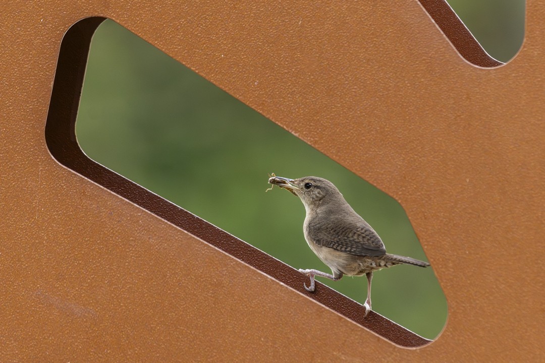 Southern House Wren - ML645373245