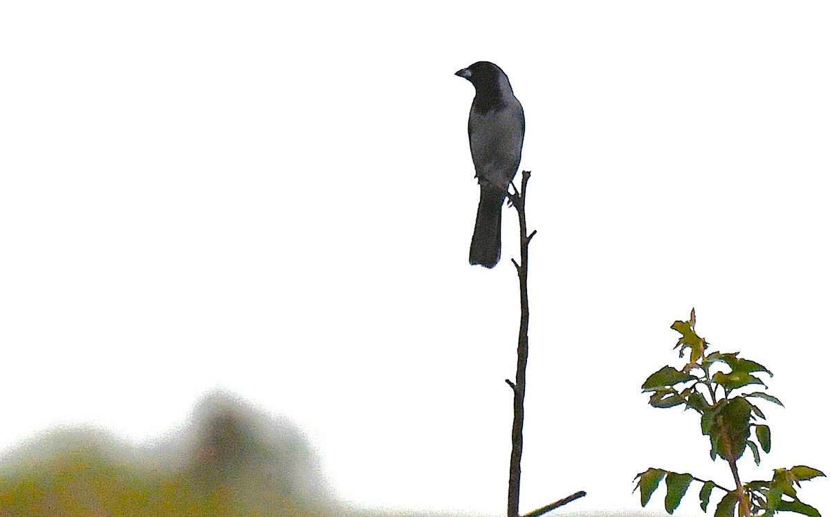 Black-faced Tanager - ML645373248