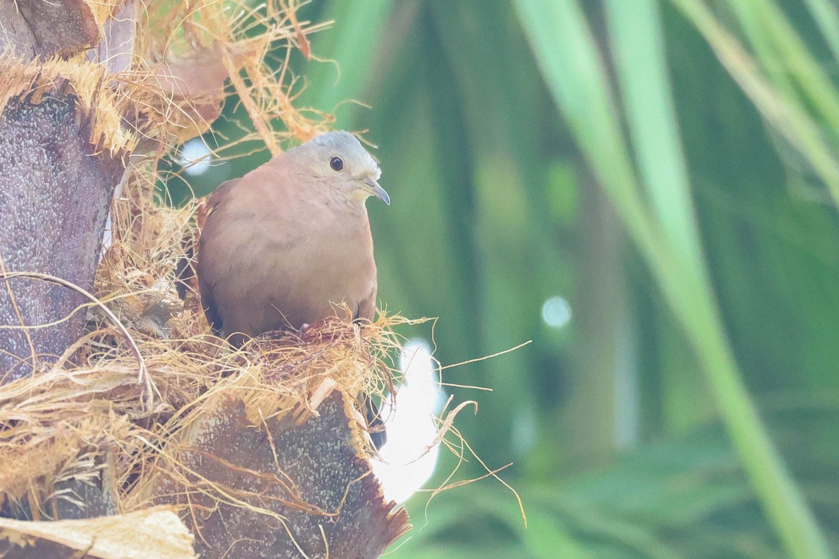 Коричневая земляная горлица - ML645373249
