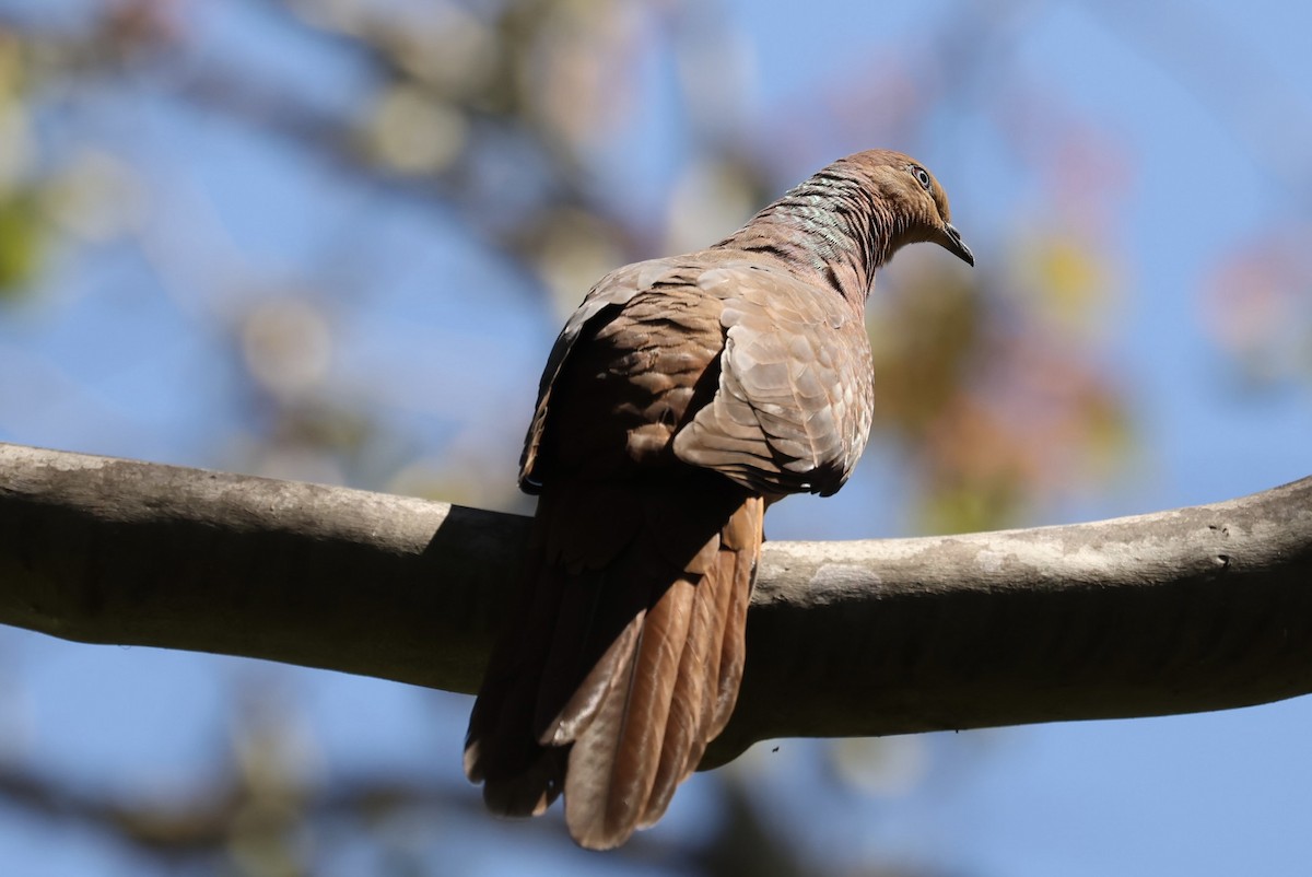 Maronentaube - ML645373250