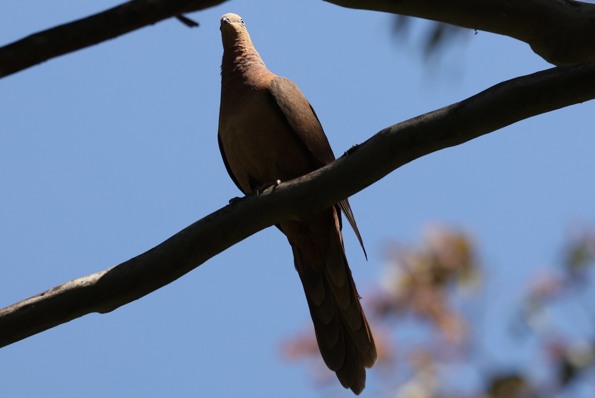 Maronentaube - ML645373251