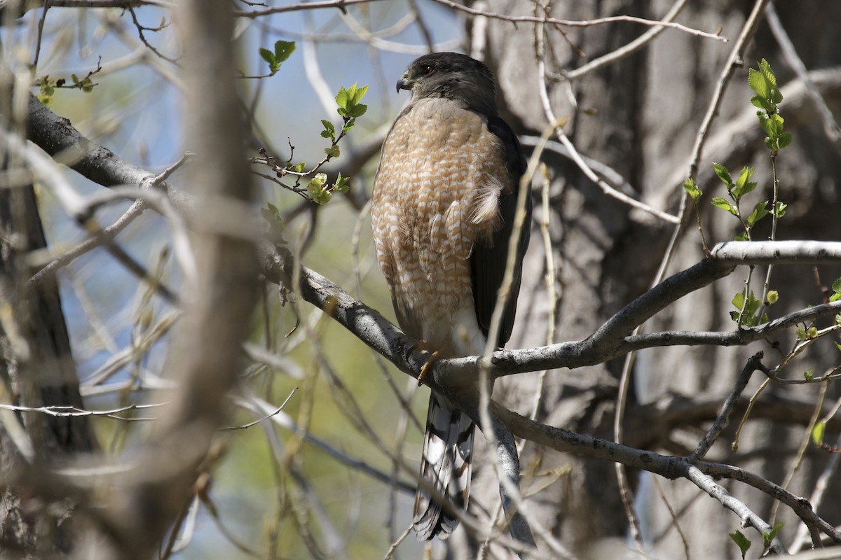 Яструб чорноголовий - ML645373256