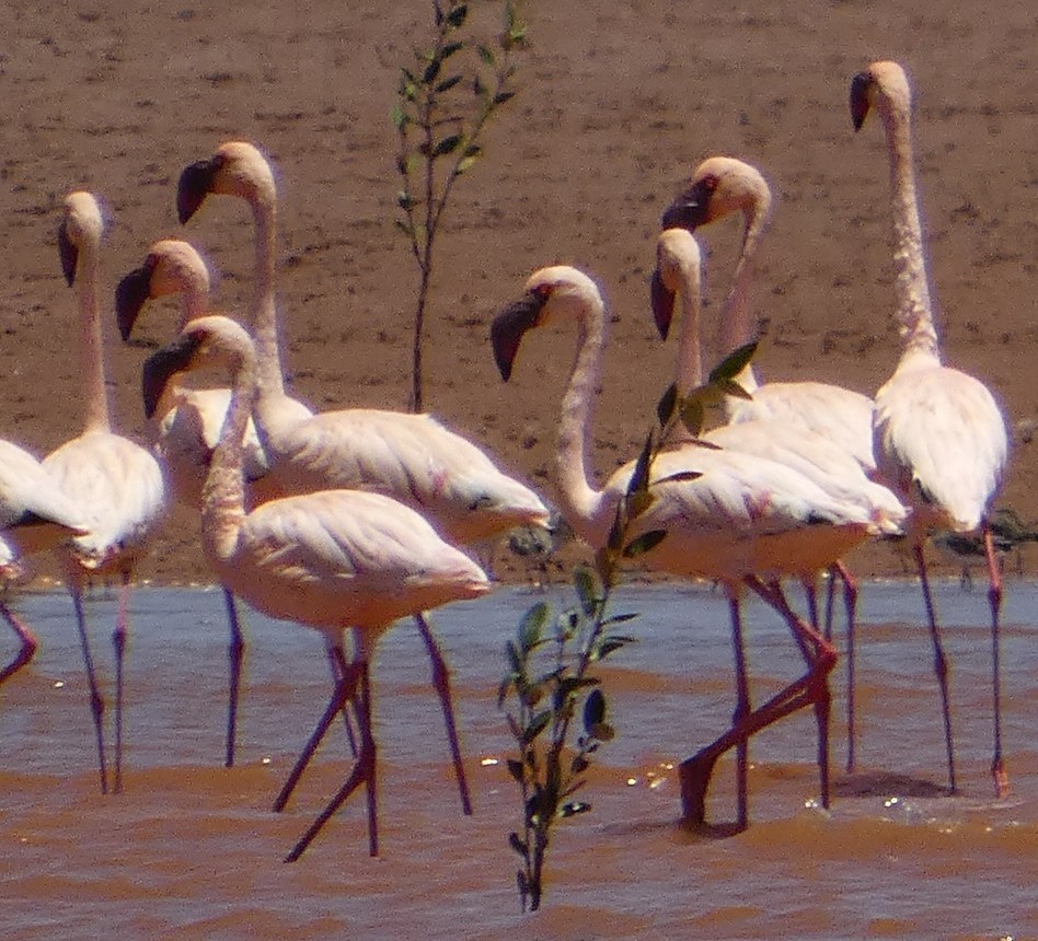 Zwergflamingo - ML645373268