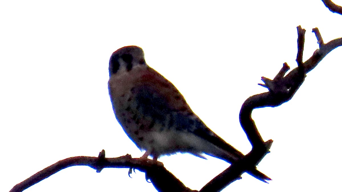 American Kestrel - ML645373270