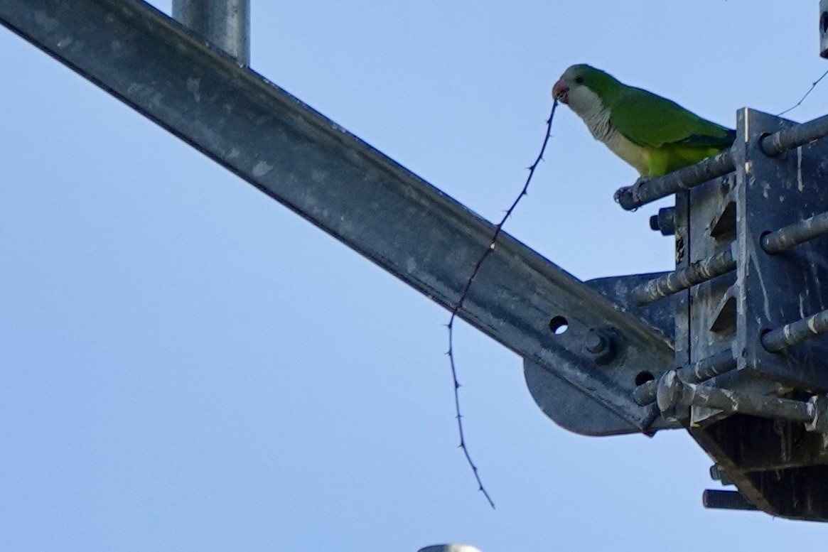 Mönchssittich - ML645373289