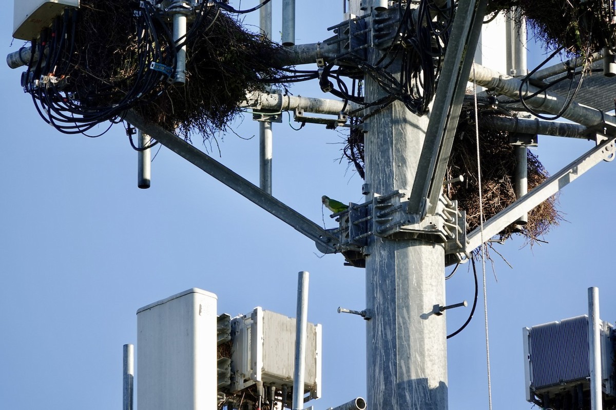 Mönchssittich - ML645373290