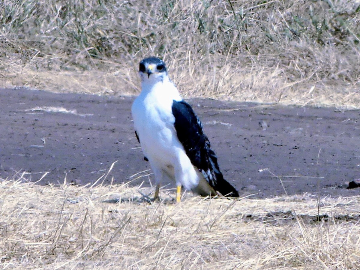 Augur Buzzard (Augur) - ML645373300