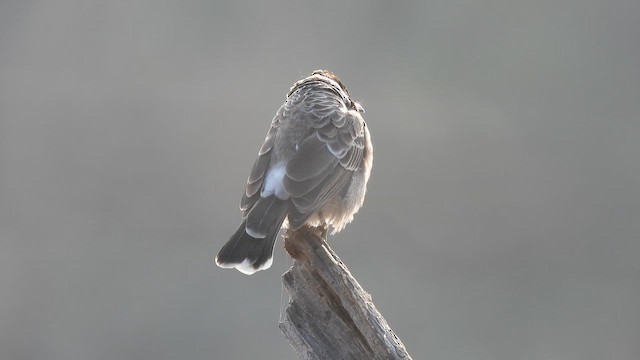 Red-vented Bulbul - ML645373302