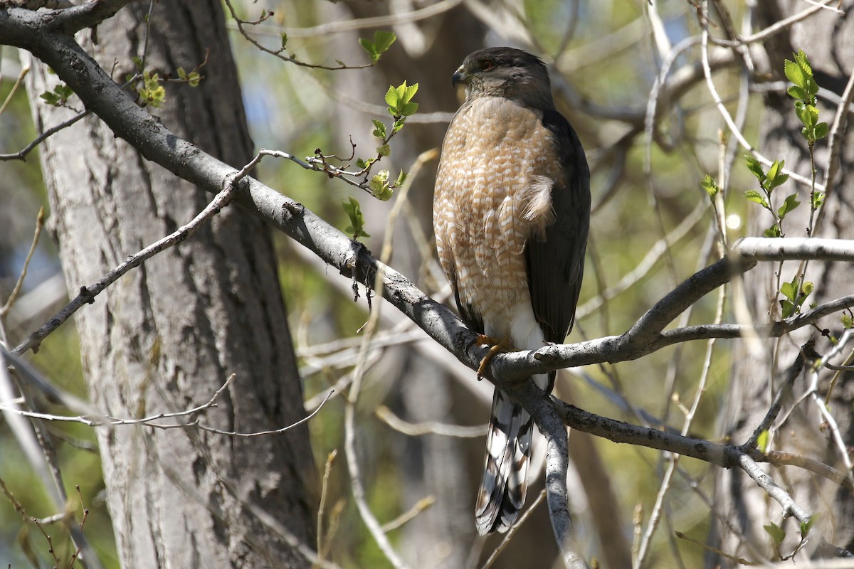 Яструб чорноголовий - ML645373309