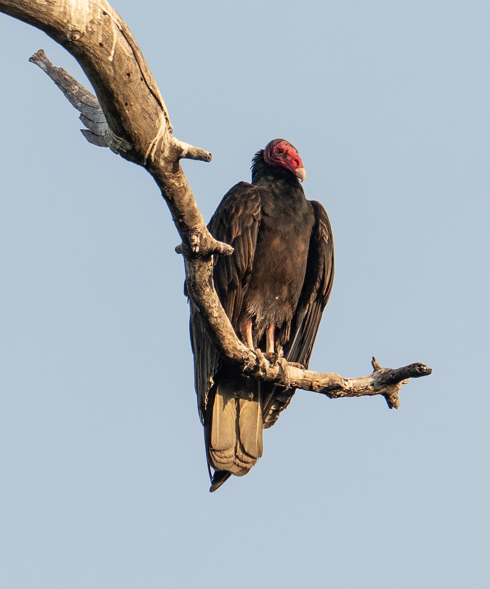 Urubu à tête rouge - ML645373319