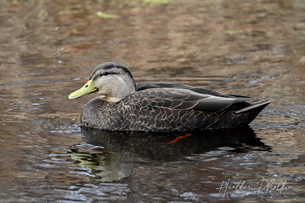 American Black Duck - ML645373320