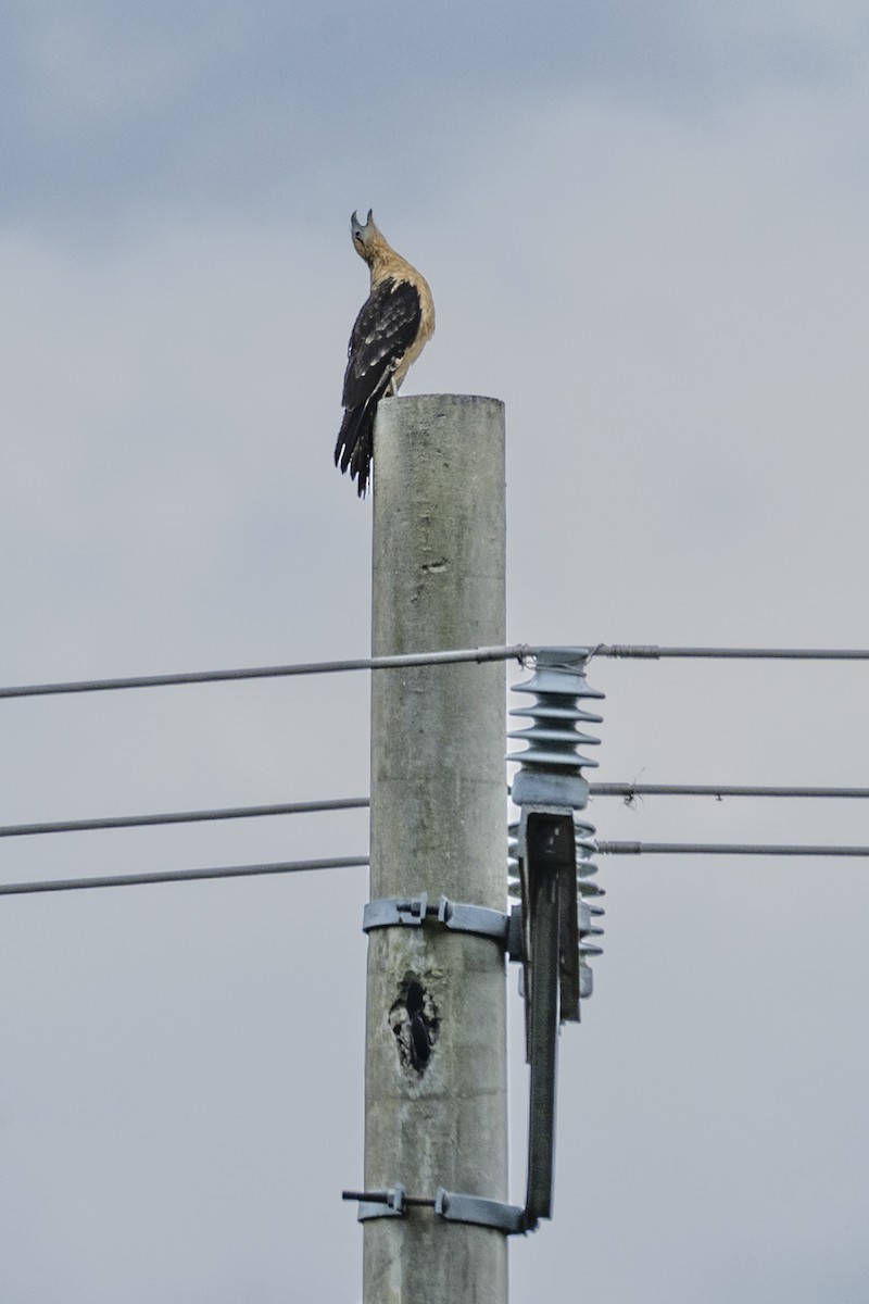 Yellow-headed Caracara - ML645373323