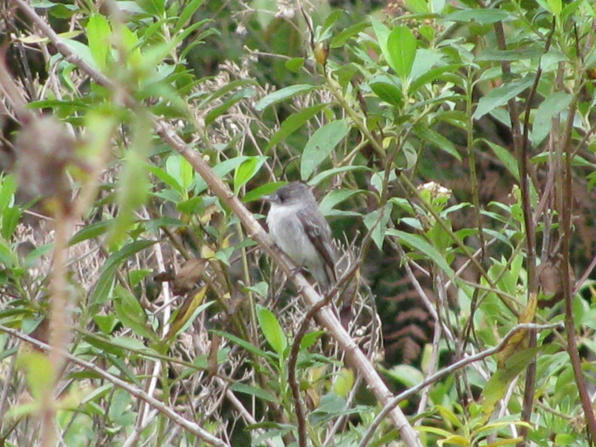 Tumbes Pewee - ML645373325