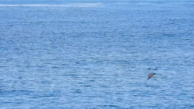 Streaked Shearwater - ML645373332