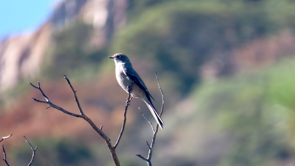 Townsend's Solitaire - ML645373345