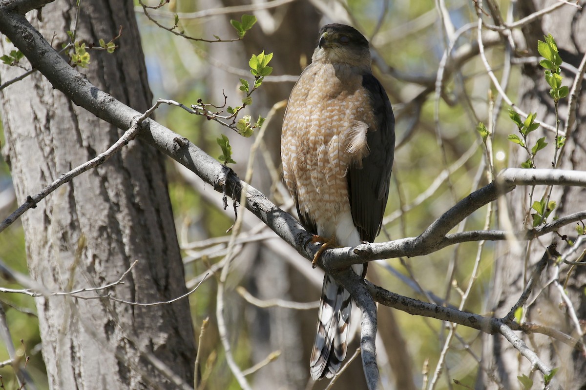 Яструб чорноголовий - ML645373358