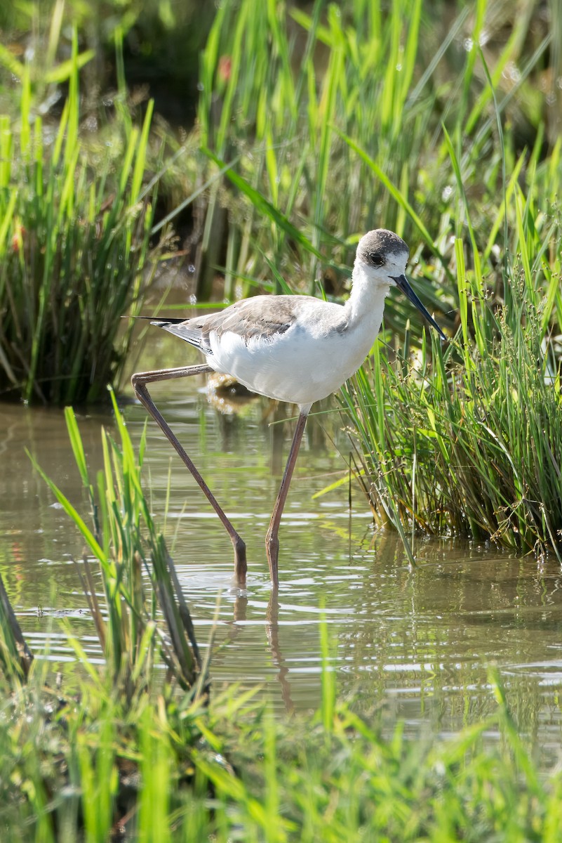 Black-winged Stilt - ML645373369