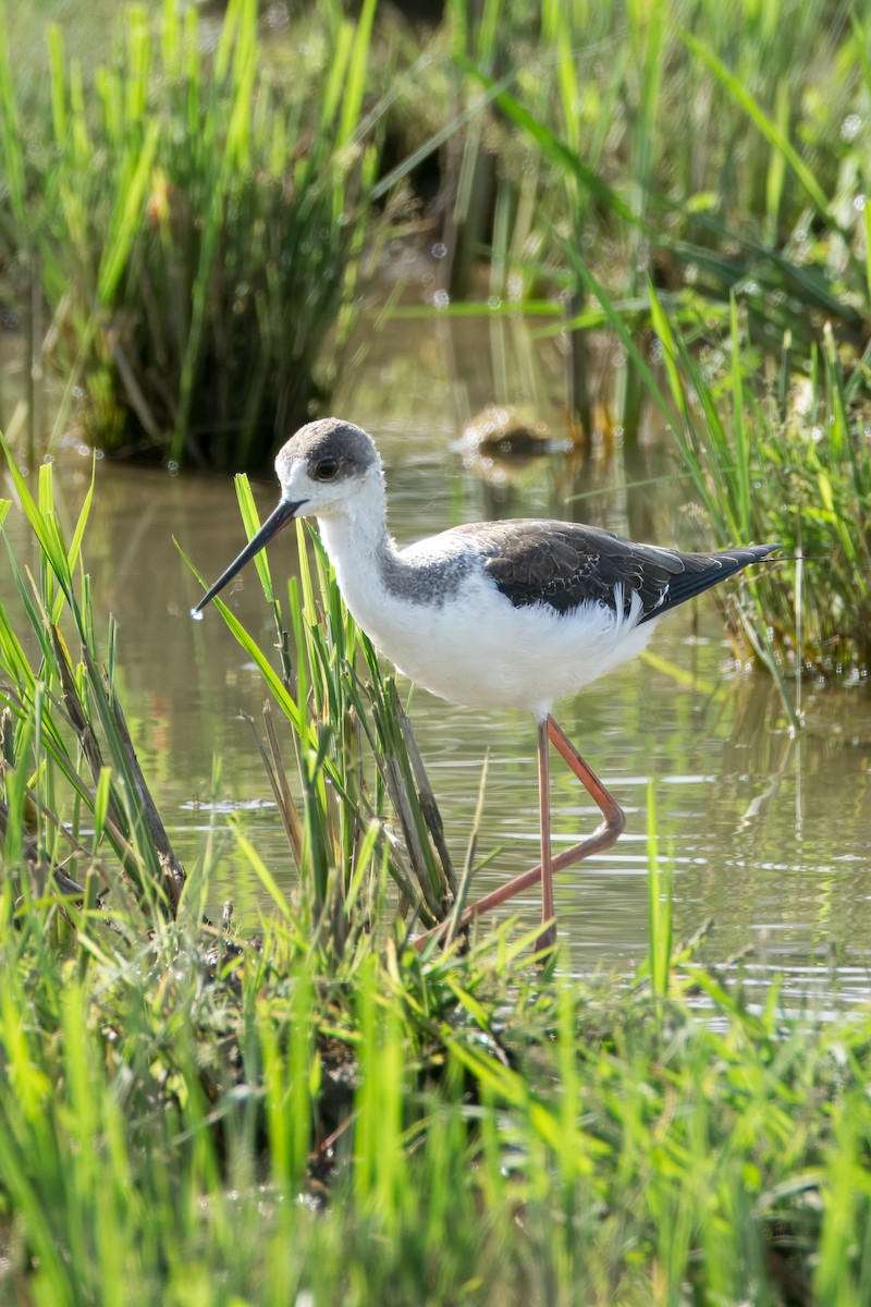 Black-winged Stilt - ML645373370