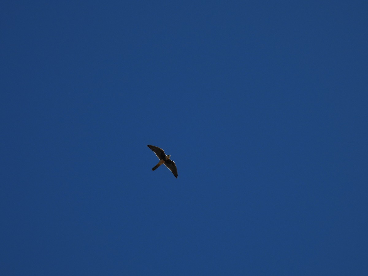 Aplomado Falcon - ML645373372