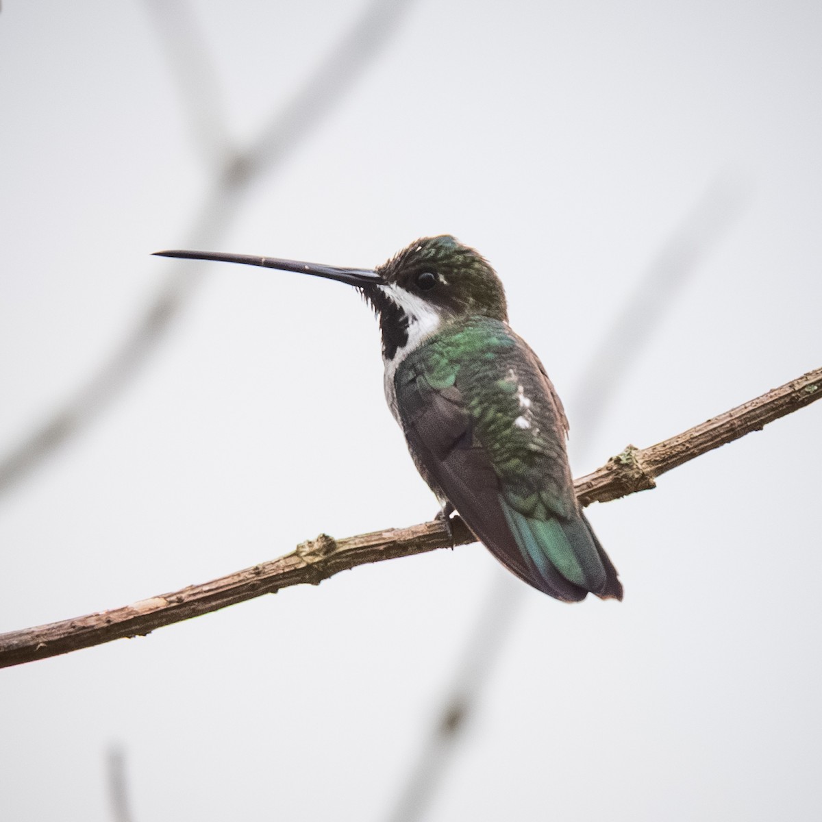 Long-billed Starthroat - ML645373382