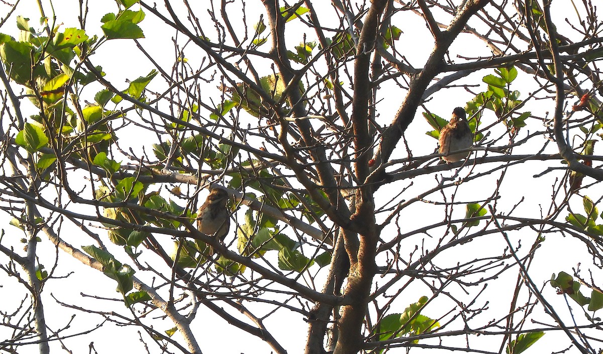 Rustic Bunting - ML645373386